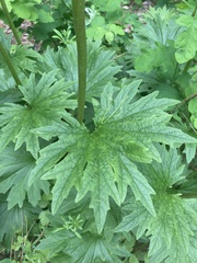 Cacaliopsis nardosmia