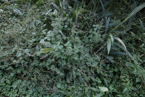 Image of Equilabium laxiflorum by (c) Tony Rebelo, some rights reserved (CC BY-SA)