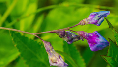 Lathyrus palustris