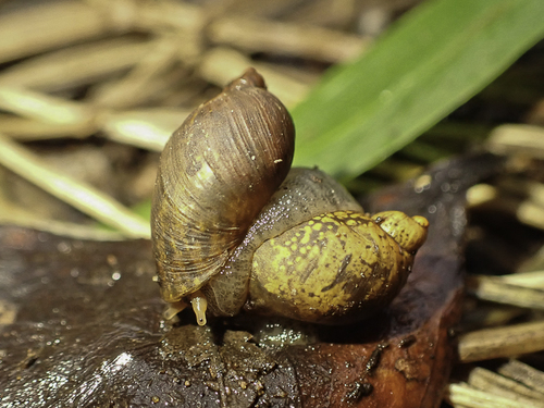 Succinea norfolkensis, 2022-06-08