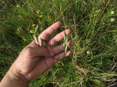 Bromus pitensis