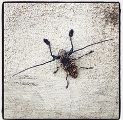 Steirastoma histrionicum