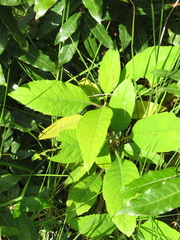 Citharexylum subflavescens