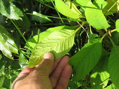 Citharexylum subflavescens