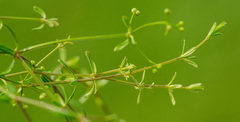 Galium labradoricum