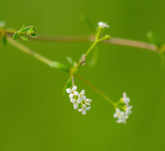 Galium labradoricum