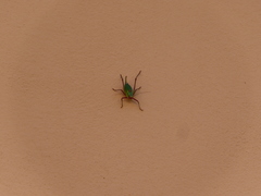 Barbitistes vicetinus