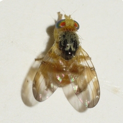 Procecidocharoides penelope