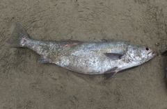 Atractoscion nobilis