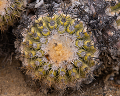 Copiapoa cinerascens