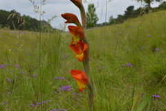 Gladiolus dalenii