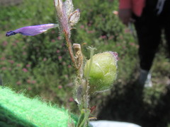 Mesotrichapion punctirostre