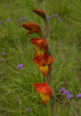 Gladiolus dalenii