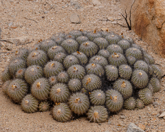 Copiapoa cinerascens