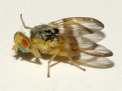 Procecidocharoides penelope