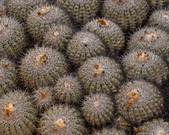 Copiapoa cinerascens