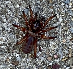 Myrmekiaphila comstocki