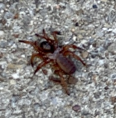 Myrmekiaphila comstocki