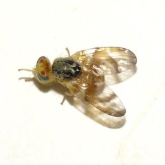 Procecidocharoides penelope