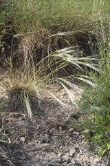 Stipa caucasica