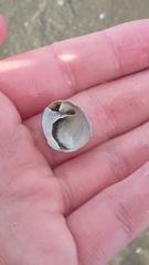 Sigapatella novaezelandiae