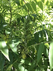 Rhus typhina