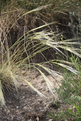 Stipa caucasica