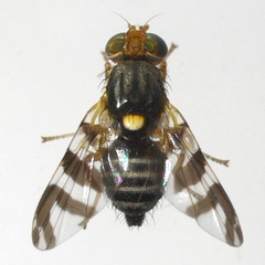 Rhagoletis cingulata