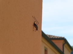 Barbitistes vicetinus