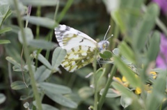 Euchloe simplonia
