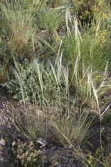 Stipa caucasica