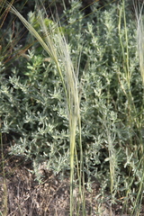 Stipa caucasica