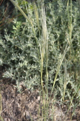 Stipa caucasica