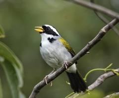 Arremon franciscanus