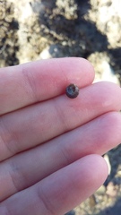 Micrelenchus sanguineus