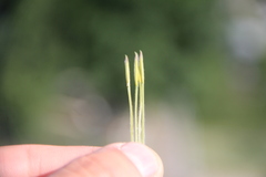 Stipa caucasica