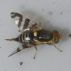Rhagoletis cingulata