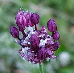 Allium