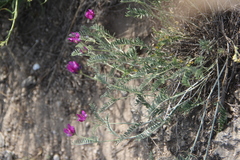 Astragalus bungeanus