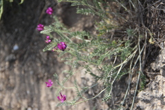 Astragalus bungeanus