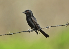 Knipolegus franciscanus