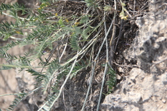Astragalus bungeanus