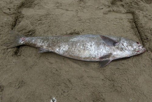 Atractoscion nobilis