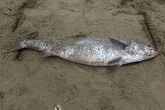 Atractoscion nobilis