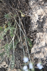 Astragalus bungeanus