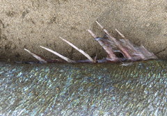 Atractoscion nobilis