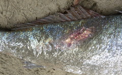 Atractoscion nobilis
