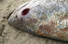 Atractoscion nobilis