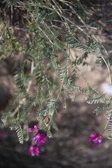 Astragalus bungeanus