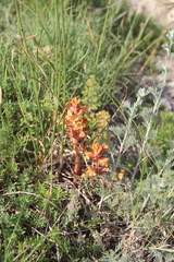 Orobanche alba xanthostigma